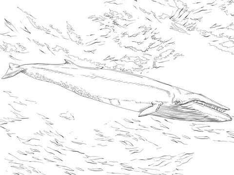 Sei Whale Coloring Page